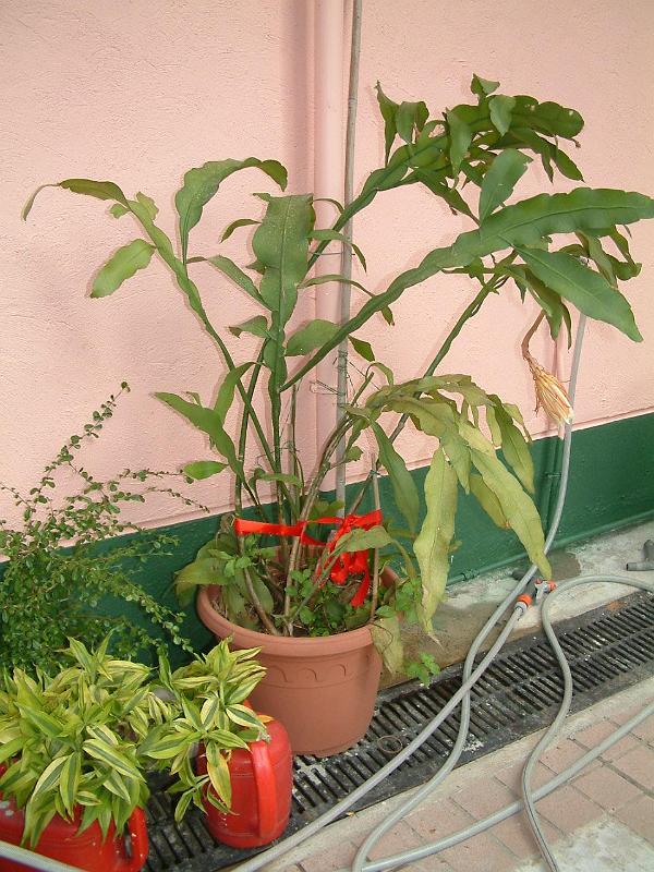 DSCF0035( 開花後 ).JPG